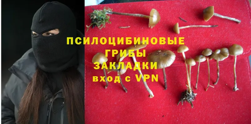 площадка клад  Дедовск  Псилоцибиновые грибы Psilocybine cubensis  где продают наркотики 